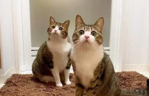 Honoring Your Feline Friend: A Heartfelt Guide to Choosing a Cat Memorial Gift