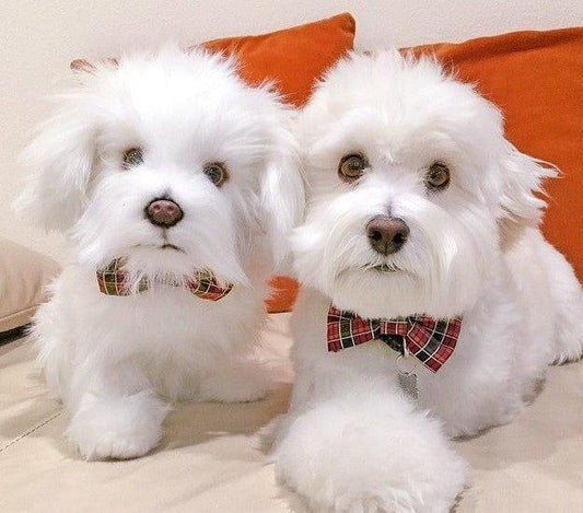 Comparison photo of stuffed plush on the bed and the present one