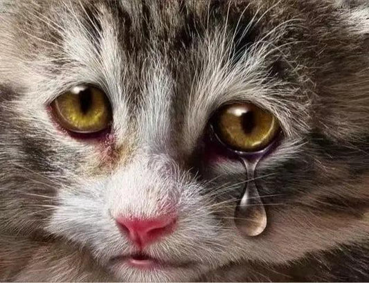 Coping with Pet Loss: A Compassionate Guide to Healing