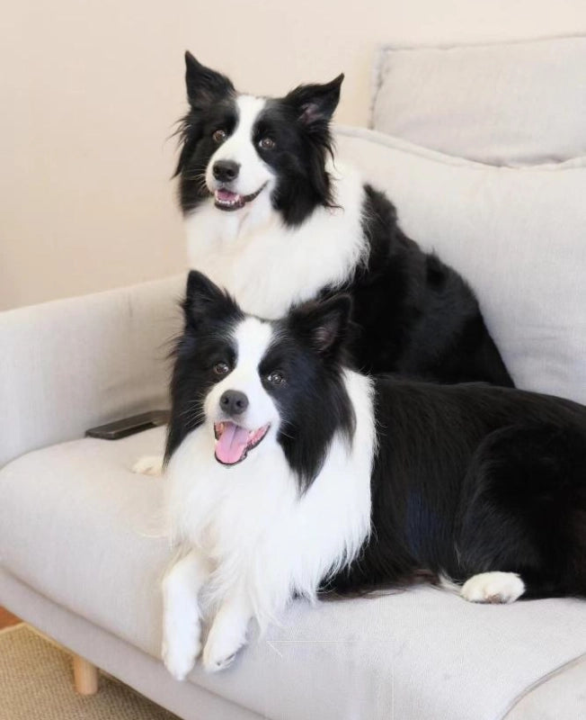 Plush Customized Border Collie